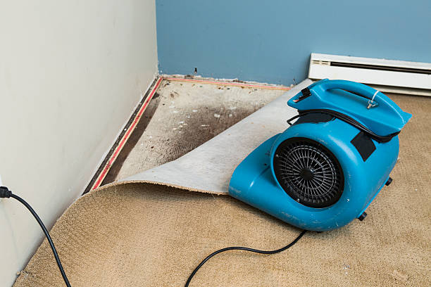 Best Professional water damage repair  in Fairview, TN
